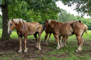 Obraz premium two horses grazing