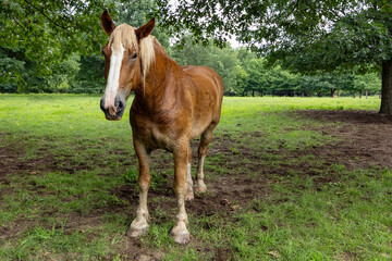 Fototapeta premium horse in the field