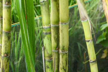 Obraz premium Yellow sugar cane plant or saccharum officinarum which displays sugar cane stalks containing fresh sugar cane juice which is the raw material for making granulated sugar