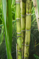 Fototapeta premium Yellow sugar cane plant or saccharum officinarum which displays sugar cane stalks containing fresh sugar cane juice which is the raw material for making granulated sugar