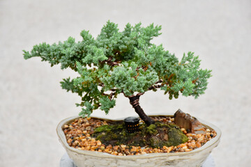 Bonsai Tree,Small Bonsai plant is a miniature art of nature expressed in a small pot and wonderful way to relax after a hard days work,mini bonsai plants is a popular hobby in Asia