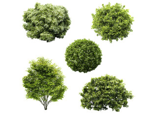 Lush green foliage trees and bushes shrubbery, Isolated, Png Transparent Background