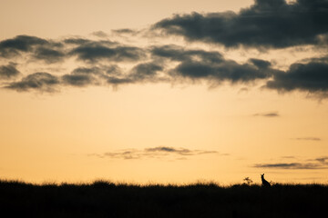 Fototapeta premium Silhouette of a single kangaroo in the Australian landscape at sunset