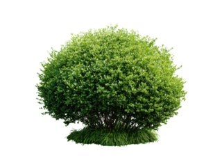 Lush green rounded shrub with grassy base bush foliage, Isolated, Png Transparent Background