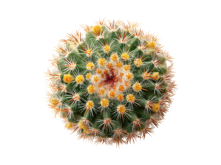 Round green cactus with yellow flowers and white spines succulent plant, Isolated, Png Transparent Background