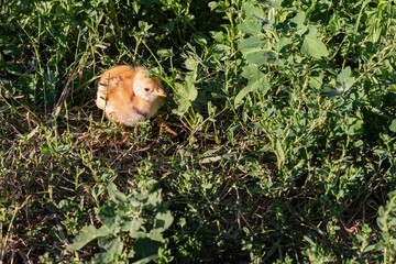 A small chicken sits and walks on fresh green grass on a sunny day. Farm birds in the early stages of growth. Ideal for farming and livestock themes.
