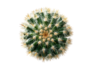 Round green cactus with sharp yellow and white spines viewed from above succulent plant, Isolated, Png Transparent Background