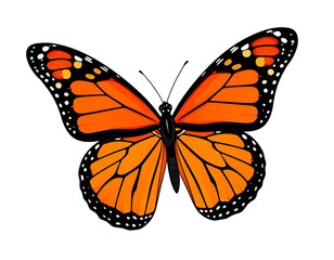 Fototapeta premium Detailed illustration of an orange monarch butterfly