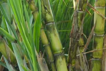 Fototapeta premium Yellow sugar cane plant or saccharum officinarum which displays sugar cane stalks containing fresh sugar cane juice which is the raw material for making granulated sugar
