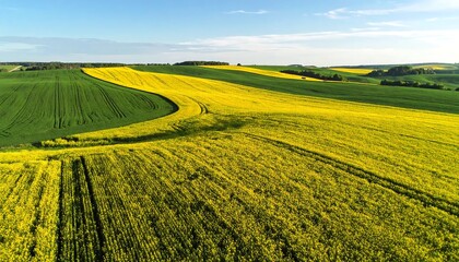 Aerial view of vibrant yellow rapeseed fields and green crops