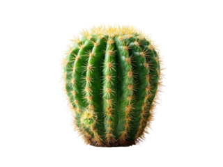 Green barrel cactus with yellow spines desert, Isolated, Png Transparent Background