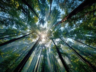 Sunbeams pierce a dense forest canopy, illuminating the scene from above