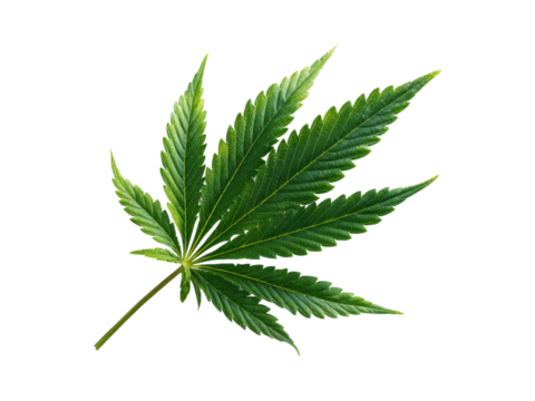 Vibrant green cannabis leaf isolated on black plant marijuana, Isolated, Png Transparent Background - Powered by Adobe