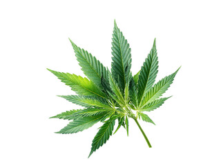 Fototapeta premium Green cannabis leaf isolated on black background plant marijuana, Isolated, Png Transparent Background