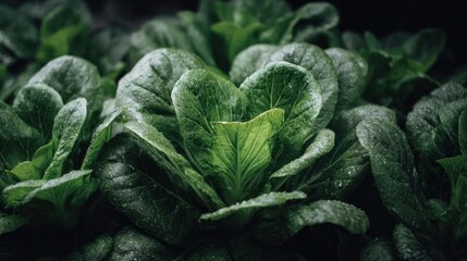 Close up view of wet green leaves