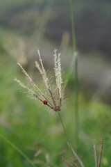 Obraz premium Ladybug on Grass Flower with Soft Green Background
