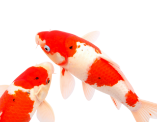 red fish on white background
