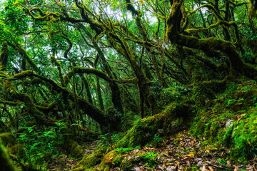 tree in the forest- ป่าฝน
