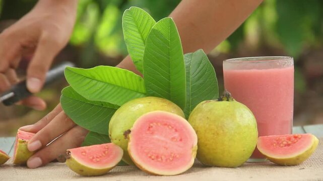 Red guava juice, guava juice or Psidium Guajava garnished with fresh red guava pieces and decorated with lush guava leaves