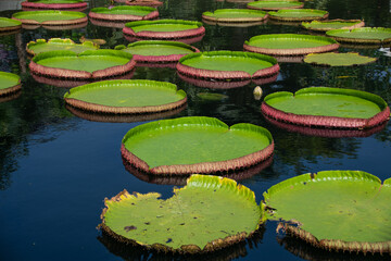 Giant Water Lilies in a Lake