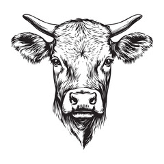 Cow, bull, farm. Vintage retro print, black white cow sketch ink pencil style drawing, engraved old school. Sketch artwork silhouette farm cow, white background