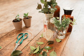 Plant propagation area with mint, rosemary and honeysuckle