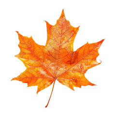 Obraz premium Vibrant autumn maple leaf, isolated against black