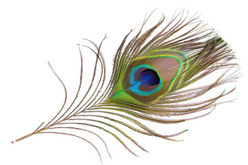 Obraz premium Detailed peacock feather, vibrant colors, intricate barbs
