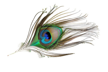 Obraz premium Close-up of a peacock feather, vibrant colors, intricate details