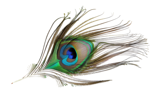 Close-up of a peacock feather, vibrant colors, intricate details