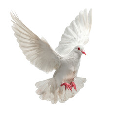 Fototapeta premium White dove in mid-flight showcasing grace and beauty against a plain background