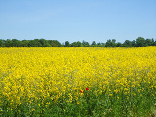 Canola Field in Bloom, Yellow Flower Landscape