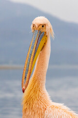 White Pelican of Kerkini Lake