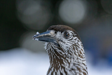 Spotted Nutcracker portrait in natural habitat