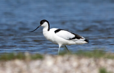 Pied Avocet in a natural habitat