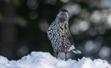 Spotted Nutcracker portrait in natural habitat