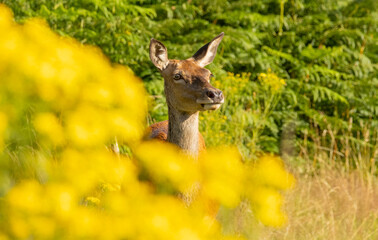Red deer (Cervus elaphus) in Richmond park, London, UK