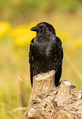 Carrion Crow (Corvus corone) in natural habitat
