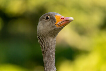 Graylag geese (Anser anser) in a natural habitat