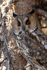 Long-eared Owl (Asio otus) sitting on a branch