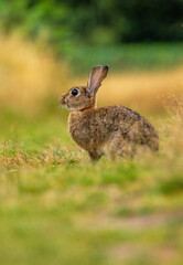 Portrait of a wild rabbit in Bushy Park Surrey UK