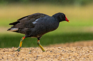 Common Moorhen in natural park in London, UK