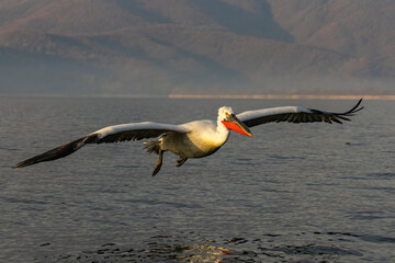 Dalmatian Pelican of Kerkini Lake