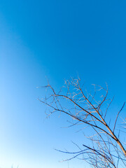 Obraz premium Blue Sky Bare Tree Branch Minimalist Nature Outdoor Clear