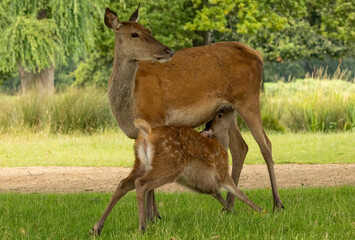 Red deer (Cervus elaphus) in Richmond park, London, UK