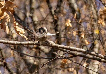 Long-tailed Tit (Aegithalos caudatus) in natural habitat