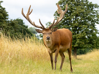 Red deer (Cervus elaphus) in Richmond park, London, UK