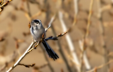 Long-tailed Tit (Aegithalos caudatus) in natural habitat