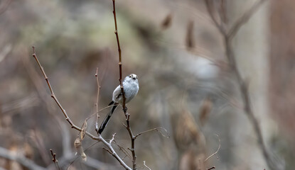 Long-tailed Tit (Aegithalos caudatus) in natural habitat