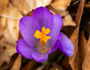 Purple Crocus (Crocus flavus) blooming in spring